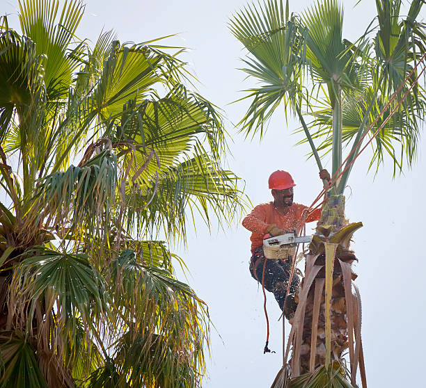 Best Commercial Tree Services  in Xenia, OH